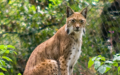 Ein Luchs im Gehege des Nationalparks Harz